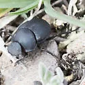 Canthon pilularius - photo 5