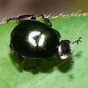 Canthon (Glaphyrocanthon) viridis - photo 2