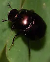 Canthon (Glaphyrocanthon) viridis - photo 3