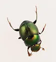 Canthon (Glaphyrocanthon) viridis - photo 4