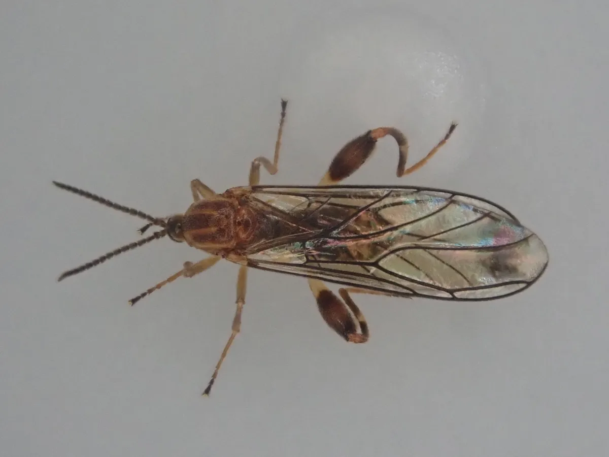 Canthyloscelidae - photo 2
