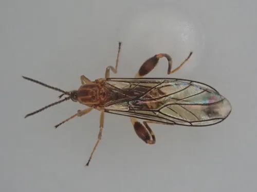 Canthyloscelidae - photo 3
