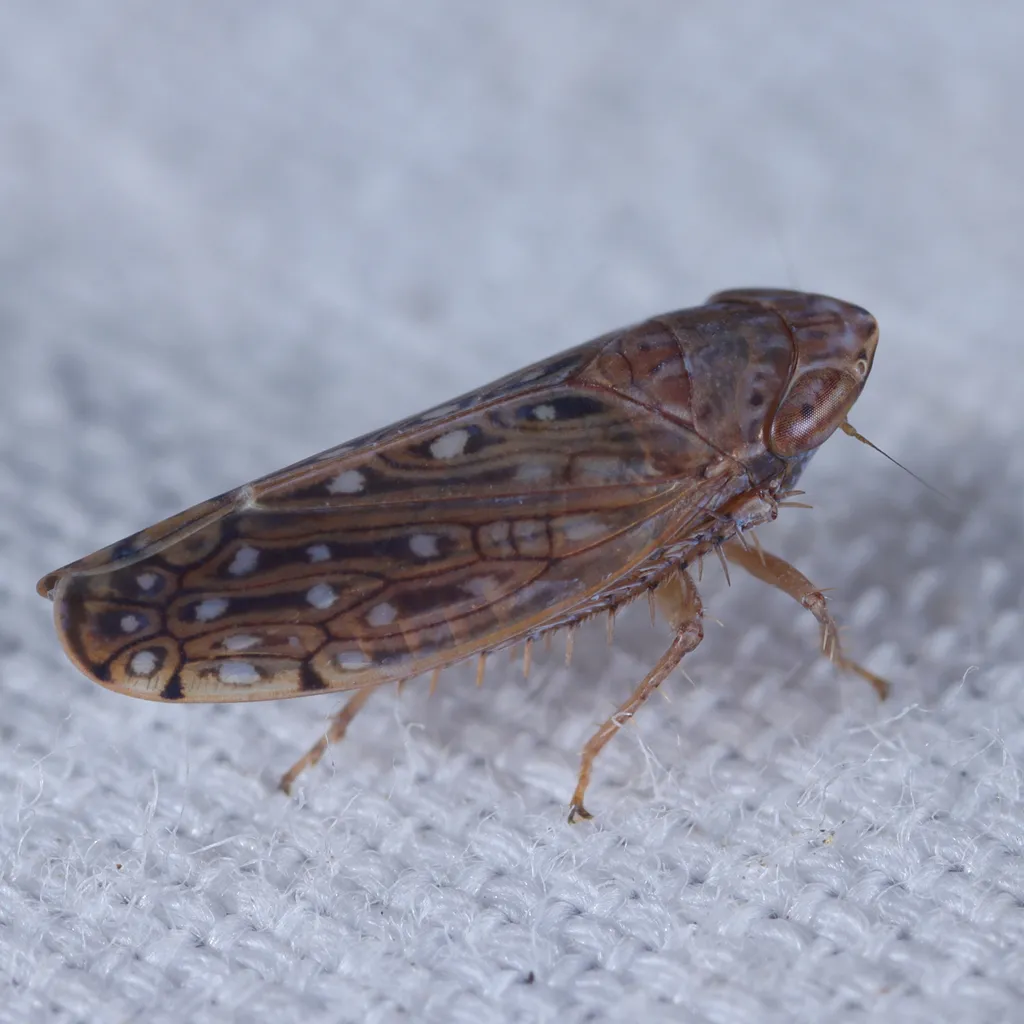 Cantura albonotata - photo 2