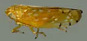 Cantura jucunda