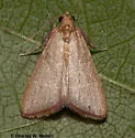 Caphys arizonensis - Hodges#5537