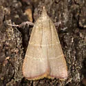 Caphys arizonensis - Hodges#5537 - photo 2