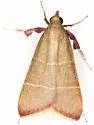 Caphys arizonensis - Hodges#5537 - photo 3