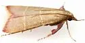 Caphys arizonensis - Hodges#5537 - photo 4
