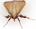Caphys arizonensis - Hodges#5537 - photo 5