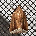Curved Halter Moth - Hodges#9059 - Capis curvata