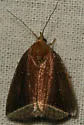 Curved Halter Moth - Hodges#9059 - photo 2