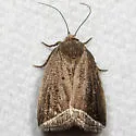 Curved Halter Moth - Hodges#9059 - photo 3