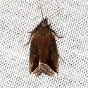 Curved Halter Moth - Hodges#9059 - photo 4