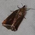 Curved Halter Moth - Hodges#9059 - photo 5