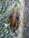 Artichoke Aphid - photo 2