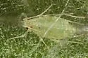 Artichoke Aphid - photo 3