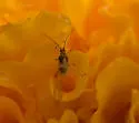 Artichoke Aphid - photo 4