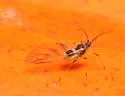 Artichoke Aphid - photo 5