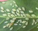 Polygonum Aphid