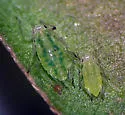 Polygonum Aphid - photo 2