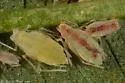 Polygonum Aphid - photo 3