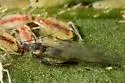 Polygonum Aphid - photo 4