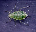 Capitophorus shepherdiae - Capitophorus shepherdiae