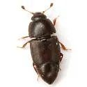 Caplothorax brevipennis