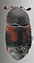 Caplothorax californicus