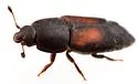 Caplothorax californicus - photo 3
