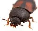 Caplothorax californicus - photo 4