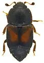 Caplothorax californicus - photo 5