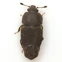 Dusky Sap Beetle