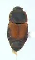Dusky Sap Beetle - photo 2