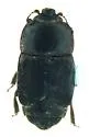 Dusky Sap Beetle - photo 3
