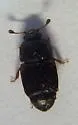 Dusky Sap Beetle - photo 4