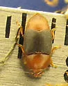Caplothorax melanopterus
