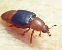 Caplothorax melanopterus - photo 2