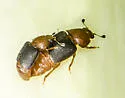 Caplothorax melanopterus - photo 3