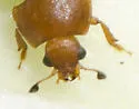 Caplothorax melanopterus - photo 4