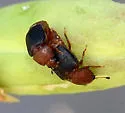 Caplothorax melanopterus - photo 5