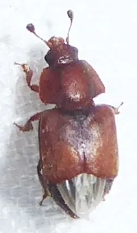 Caplothorax rufus - photo 2