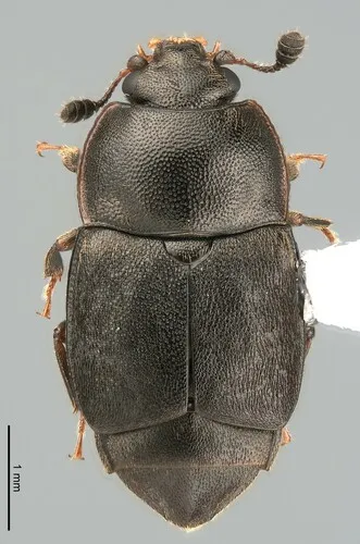 Caplothorax sayi
