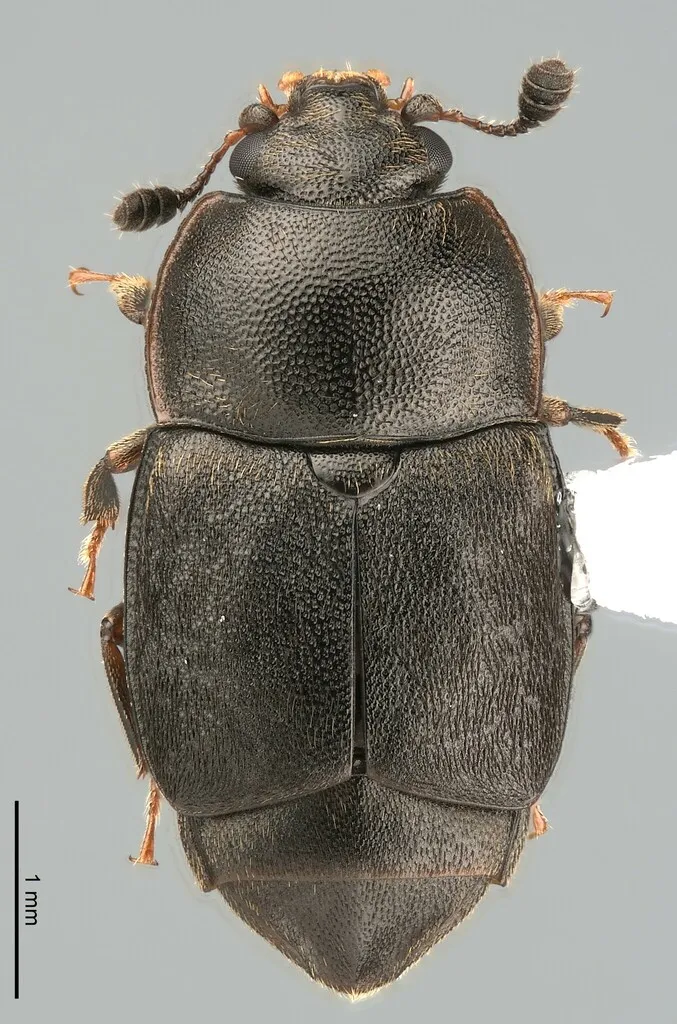 Caplothorax sayi - photo 2
