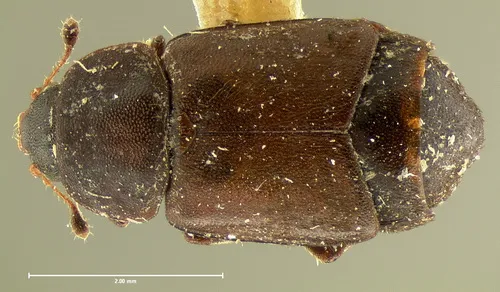 Caplothorax yuccae 0