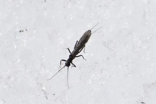Colorado Snowfly - Capnia coloradensis