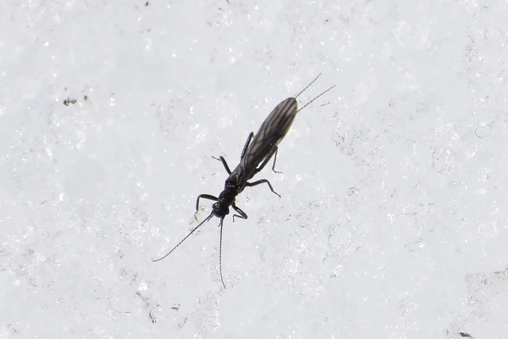 Colorado Snowfly - photo 2