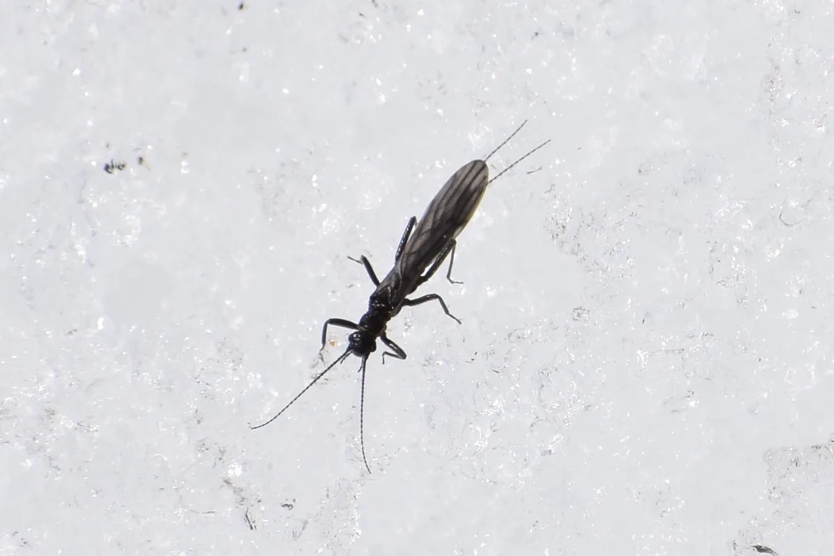 Colorado Snowfly - photo 3