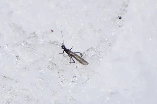 Slender Snowfly