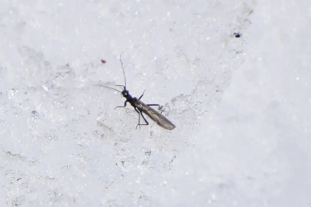 Slender Snowfly - photo 2